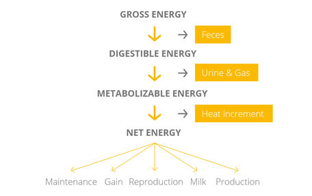 How can grass, meat, or milk provide energy?